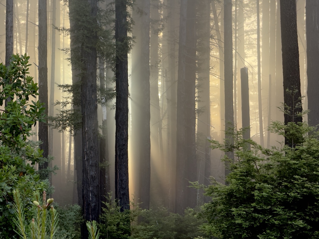 Golden sun light shines through mist and vertical trees.