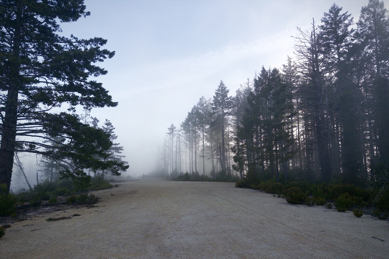 A wide gravel landing strip extends into the mist. Large trees are on the right, and a single foreground large tree is on the left.