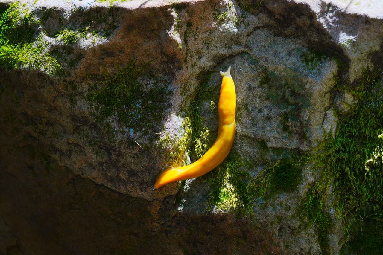 A bright yellow banana slug, tentacles raised, crossing a sunlit rock patched with moss.
