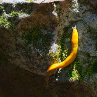 banana slug
