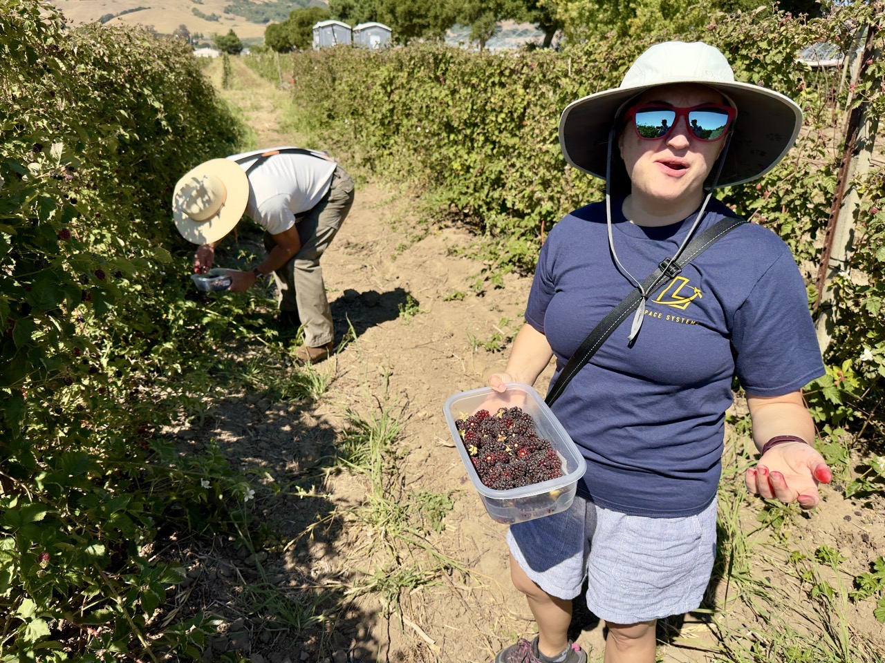 A person in a sun hat holds a container of picked berries while another person harvests from a row of bushes.