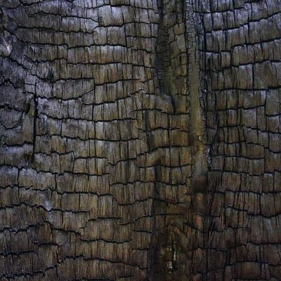 chimney tree