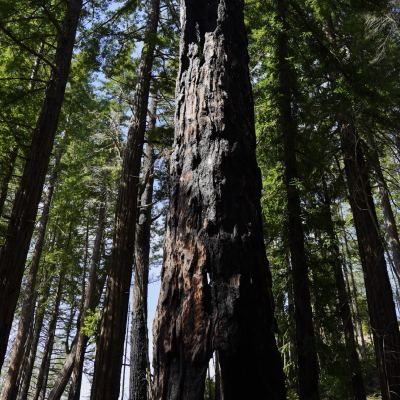 chimney tree