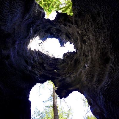 chimney tree