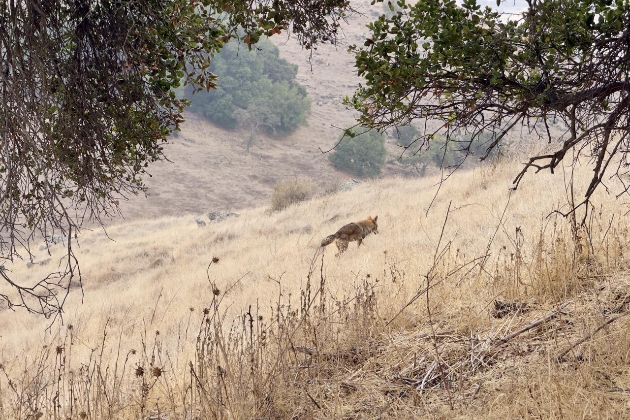 A coyote walking across a dry, grassy golden hillside, framed in the foreground by oak branches and dry thistle.
