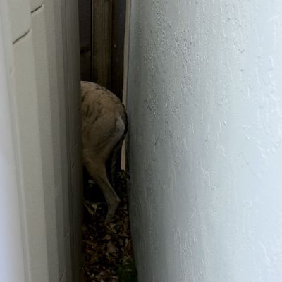 dog run
