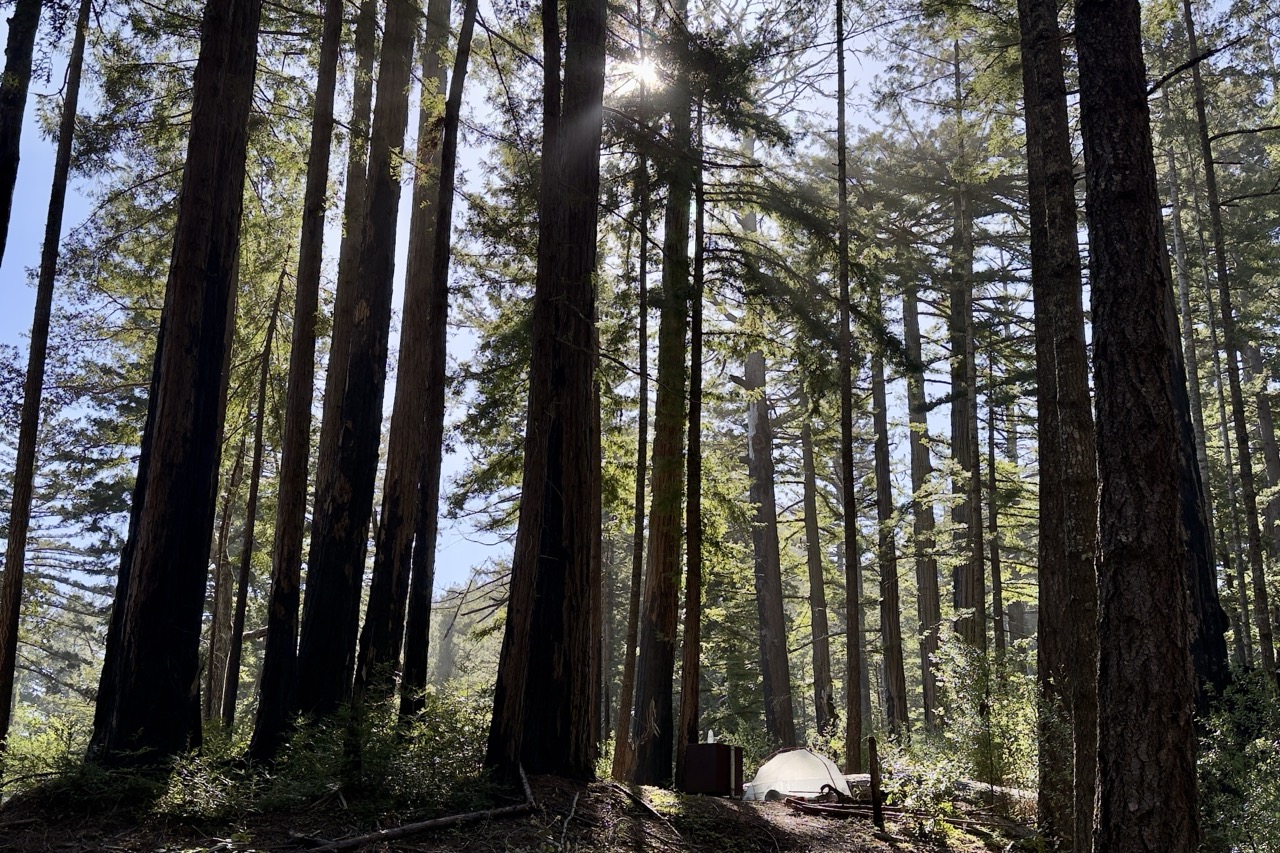 A small dome tent below very tall redwood trees.