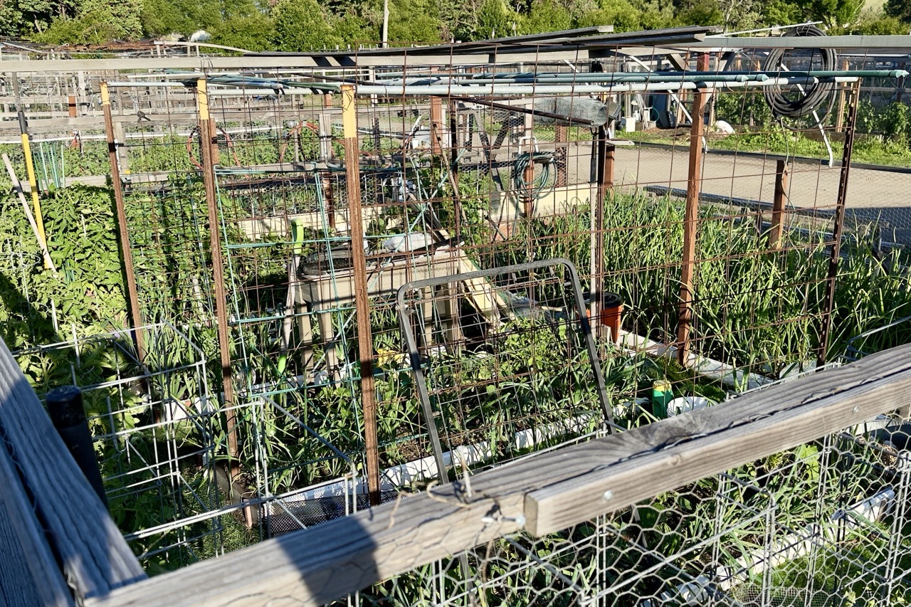 A crowded garden plot full of rebar stakes, wire cages, and irrigation hose, with a repurposed wooden desk standing in among the plants.