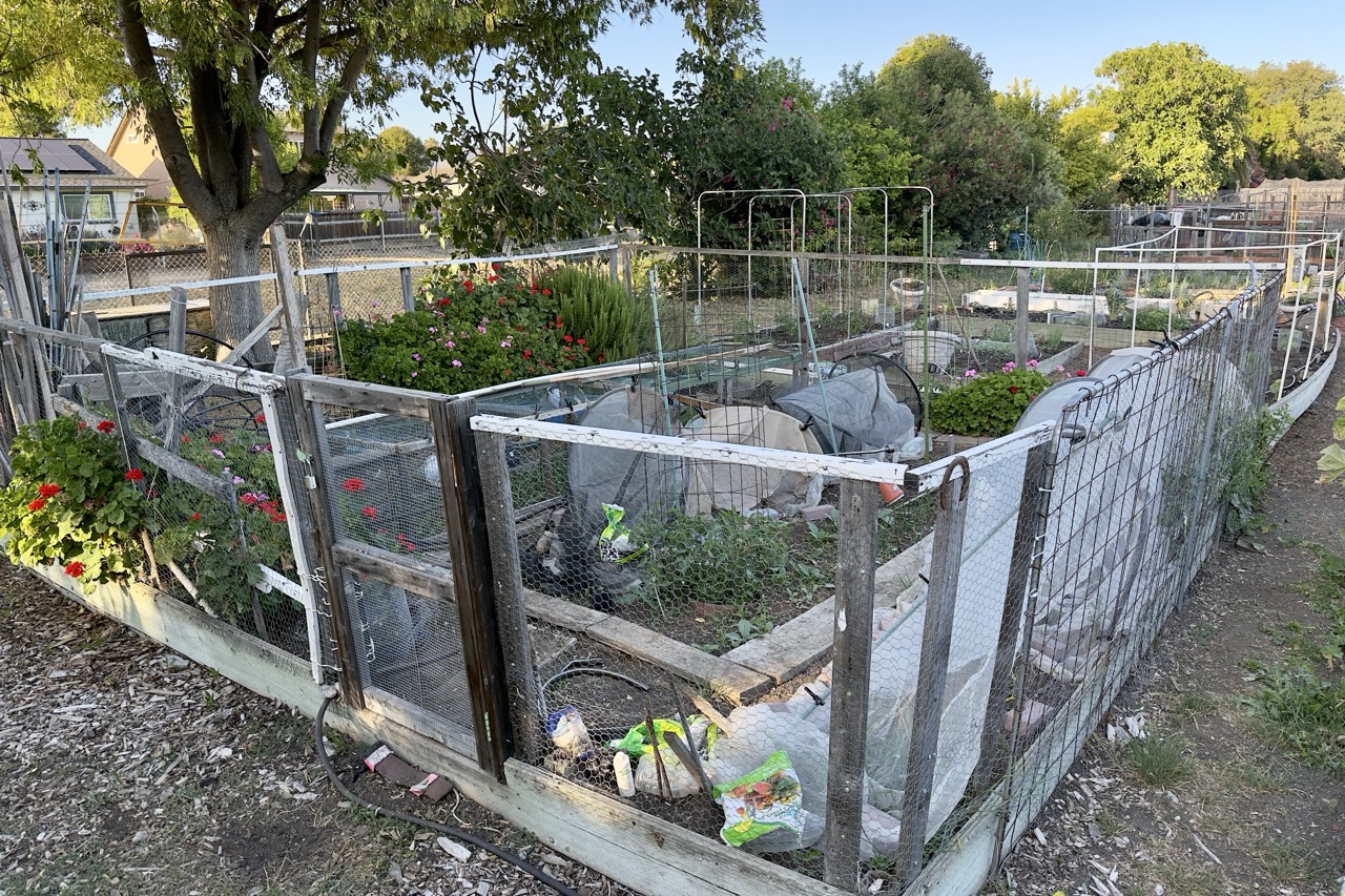 A community garden plot ringed by a tall wood-and-wire fence, with potted geraniums along the outside and hoop covers over rows of plants inside.