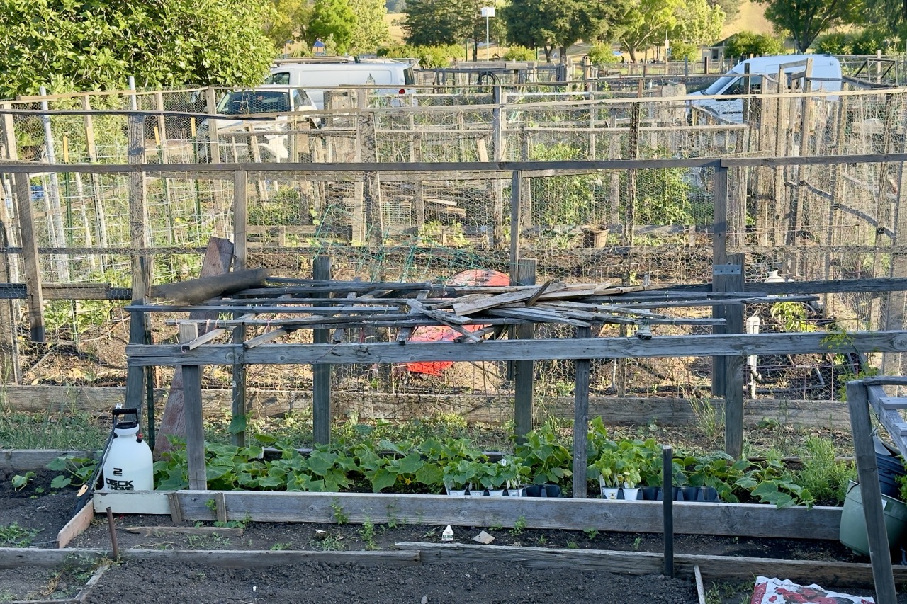 A raised bed of squash and seedlings under a flat trellis improvised from scrap wood and broken stakes laid across a wooden frame.