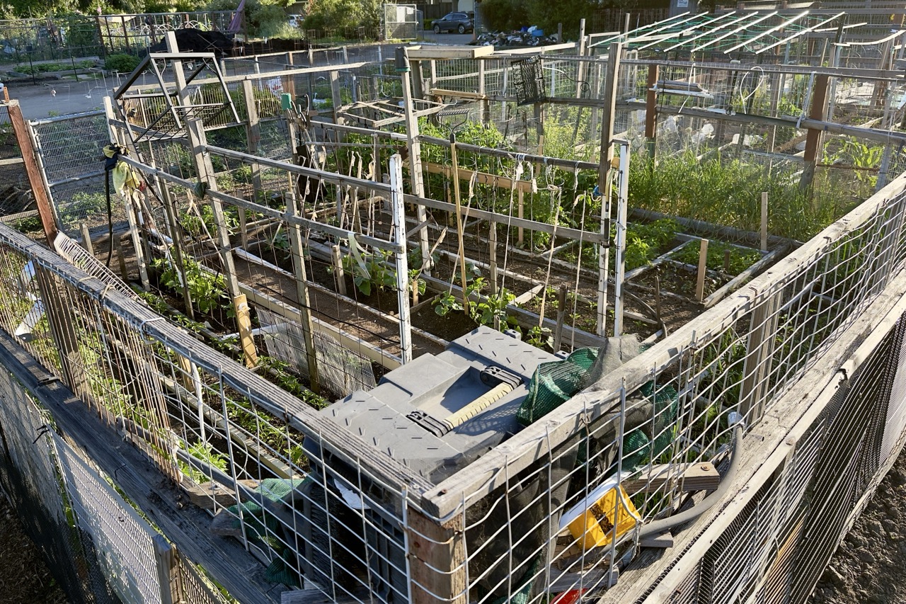 A community garden plot enclosed in a wire-mesh fence, with tall vertical wooden stakes and strings rising up to support tomato plants.