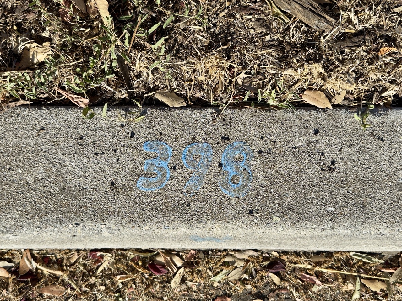 The number 398 written in blue chalk on a concrete curb, surrounded by dry leaves.