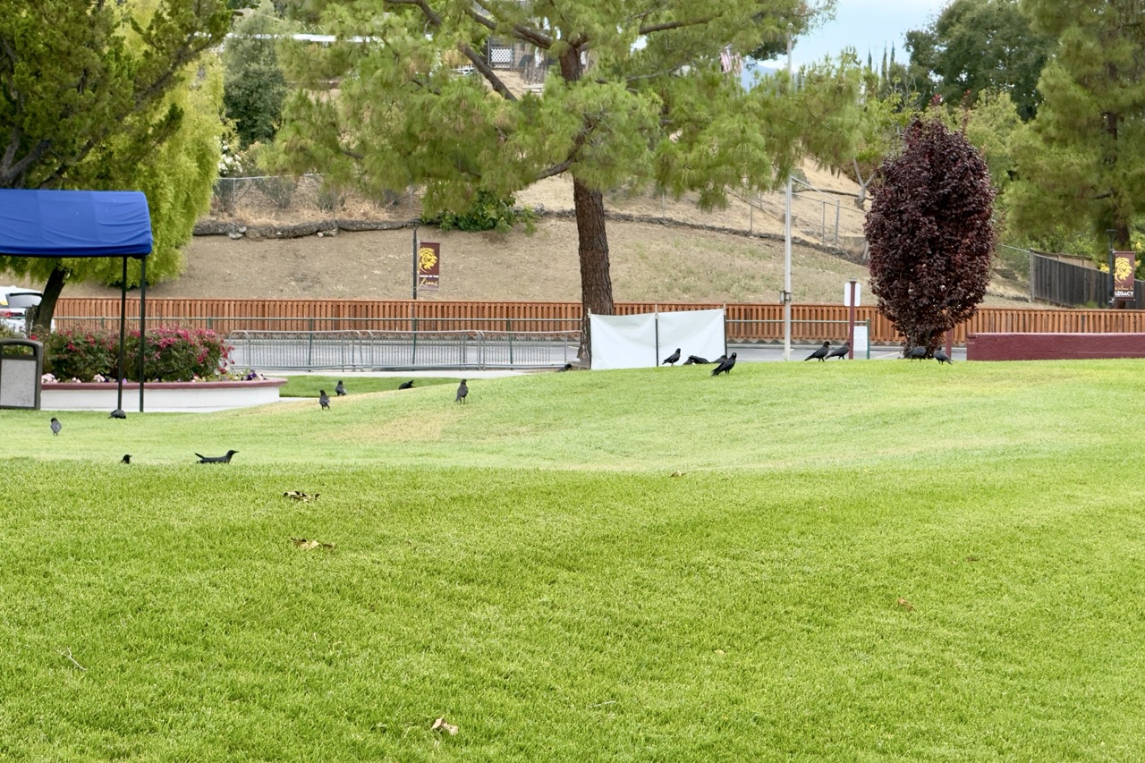 A flock of dark birds scattered across a mowed lawn near a park pavilion and a purple-leaved tree.