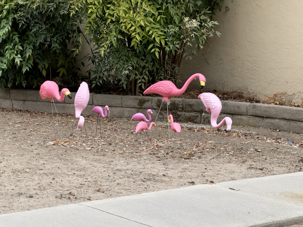 A cluster of plastic pink flamingo lawn ornaments planted in a bare dirt garden bed.