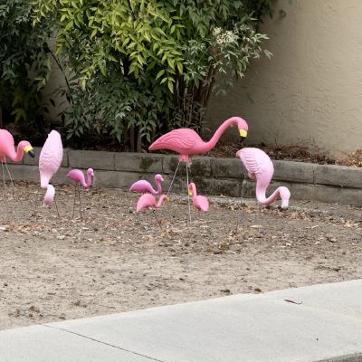 A cluster of plastic pink flamingo lawn ornaments planted in a bare dirt garden bed.