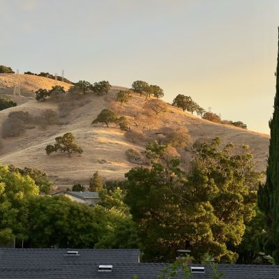 Golden-hour light on dry, oak-dotted hills behind a tall cypress tree and neighborhood rooftops.