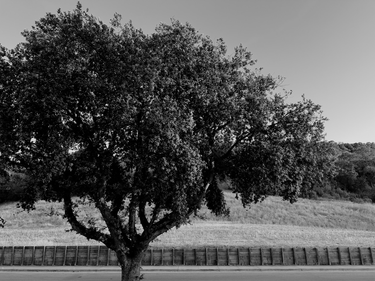 A black-and-white photo of a broad oak tree beside a road, with dry hills and a wooden retaining wall behind it.