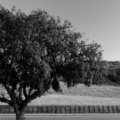 A black-and-white photo of a broad oak tree beside a road, with dry hills and a wooden retaining wall behind it.