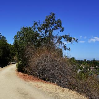 A dirt path descending a hillside between oak trees, with a suburban neighborhood visible below