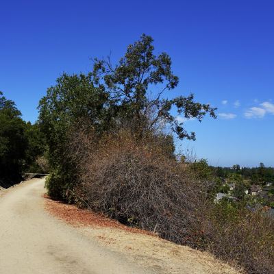 A dirt path descending a hillside between oak trees, with a suburban neighborhood visible below
