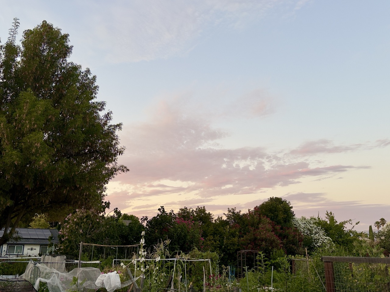 A community garden at dusk, with pink clouds over trellised plants and a large tree