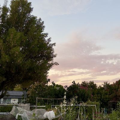 A community garden at dusk, with pink clouds over trellised plants and a large tree