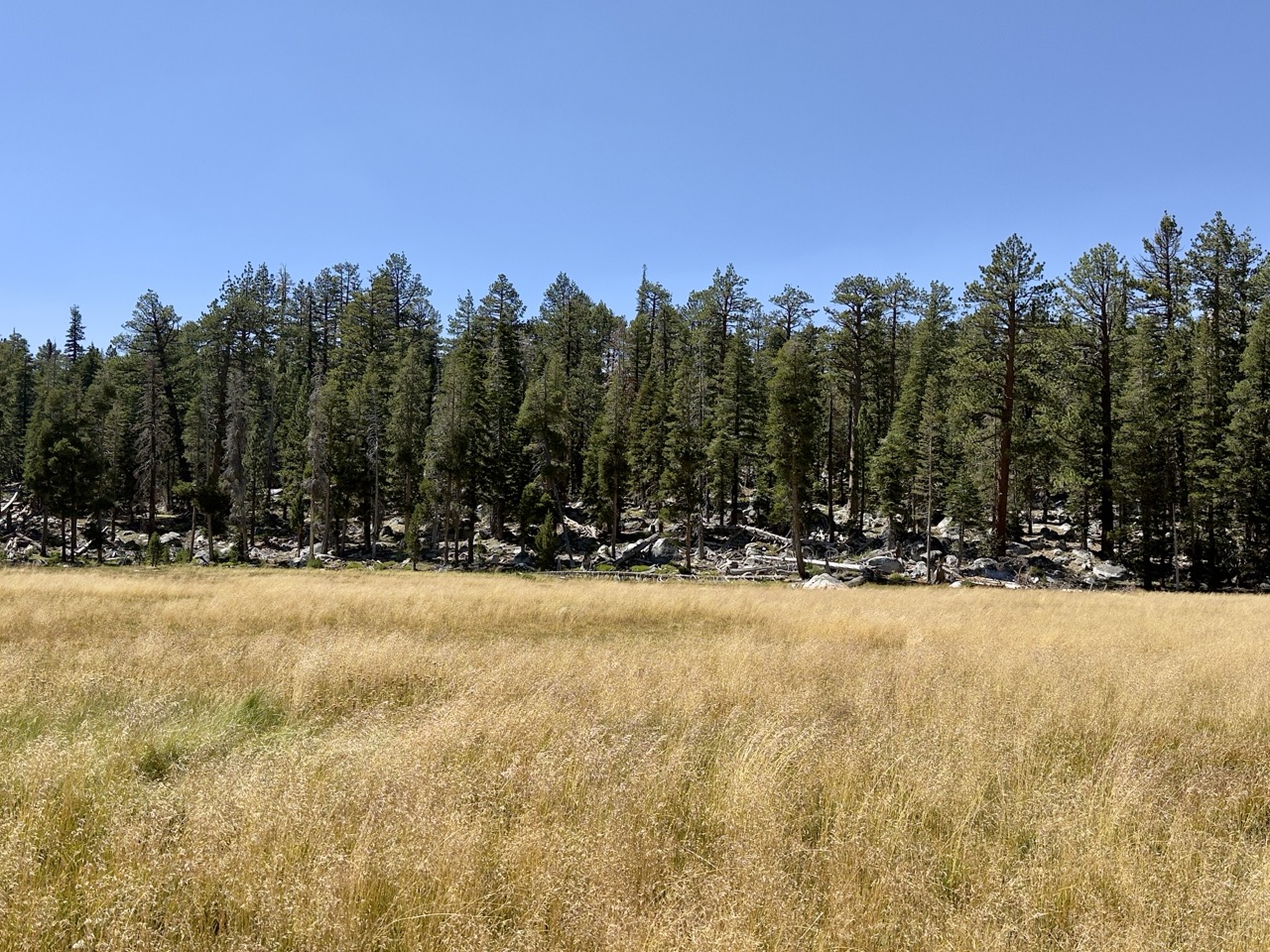 A dry golden meadow bordered by tall pines and scattered granite boulders