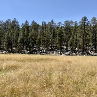 A dry golden meadow bordered by tall pines and scattered granite boulders