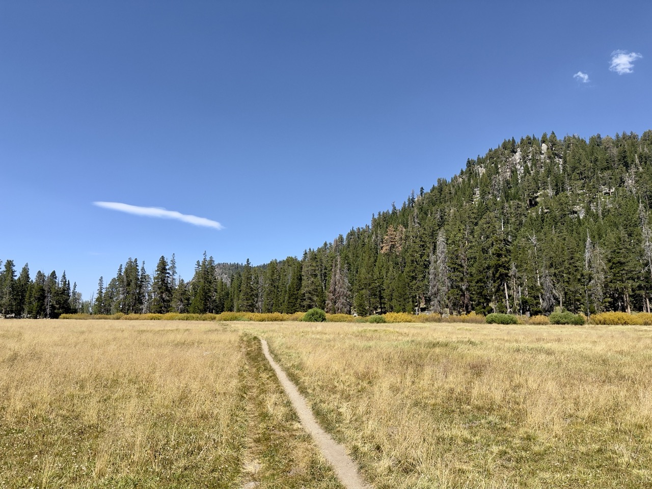 A narrow dirt trail crossing a golden meadow toward a pine-covered hillside