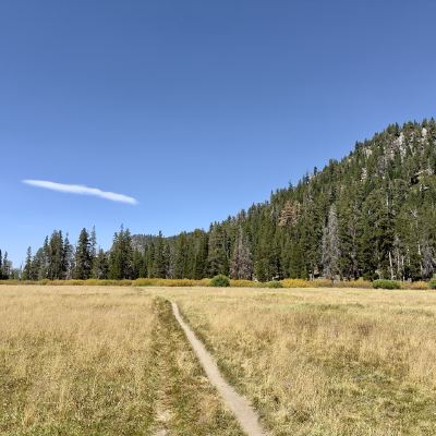 A narrow dirt trail crossing a golden meadow toward a pine-covered hillside