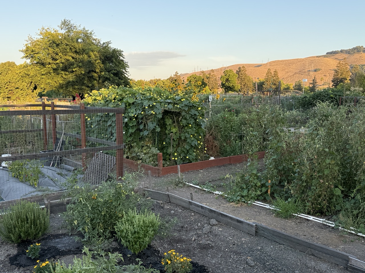 Raised garden beds thick with vines and tomato plants, with dry hills in the background
