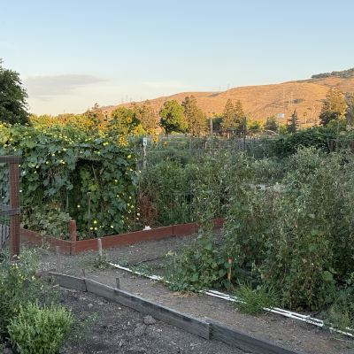 Raised garden beds thick with vines and tomato plants, with dry hills in the background