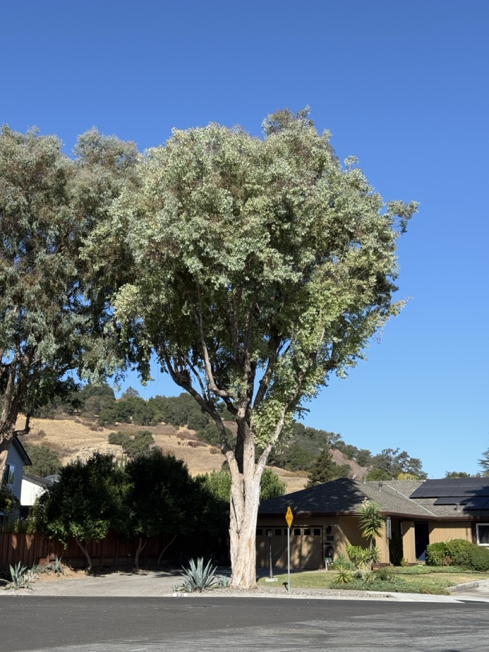 A large eucalyptus tree towering over a suburban street and a house with solar panels