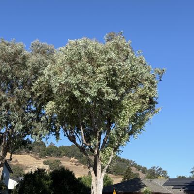 A large eucalyptus tree towering over a suburban street and a house with solar panels