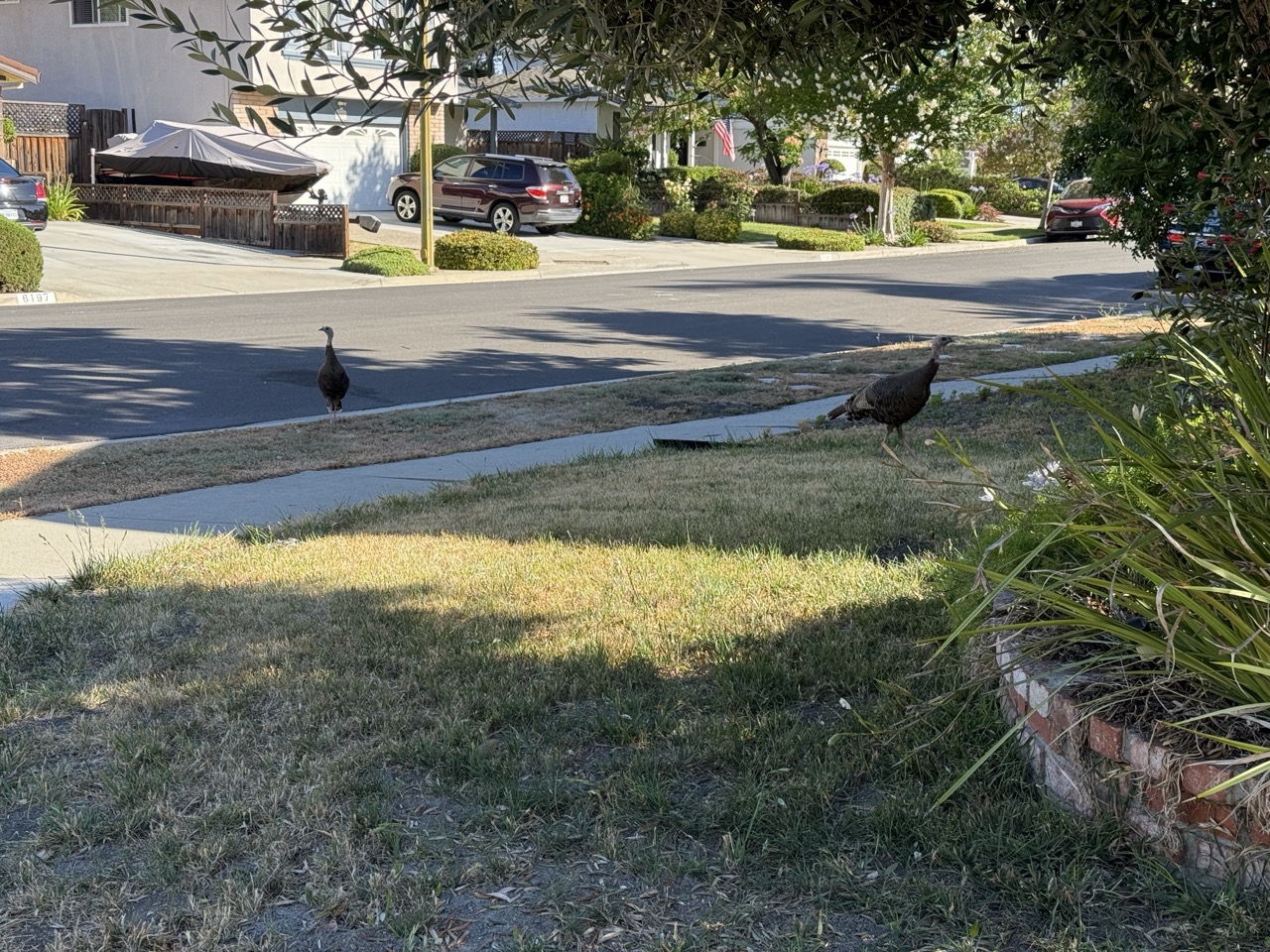 Two wild turkeys on a suburban street corner, one crossing the road and one by a brick-edged flower bed, houses and parked cars behind.