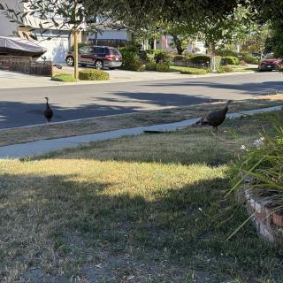 Two wild turkeys on a suburban street corner, one crossing the road and one by a brick-edged flower bed, houses and parked cars behind.