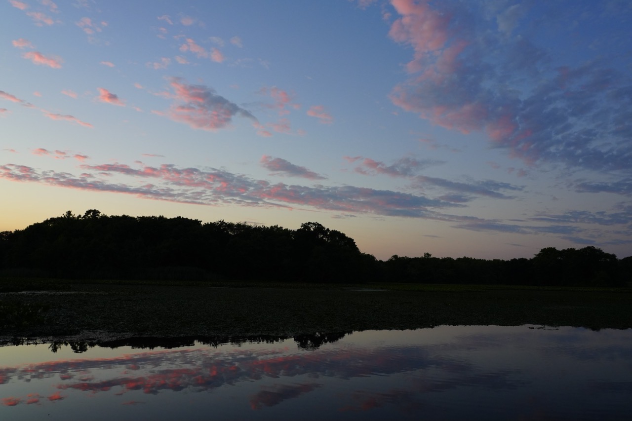 Pink sunset clouds reflected in a still pond, framed by a dark silhouetted treeline.