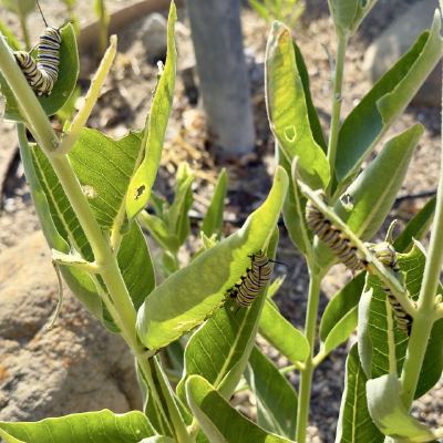 monarchs