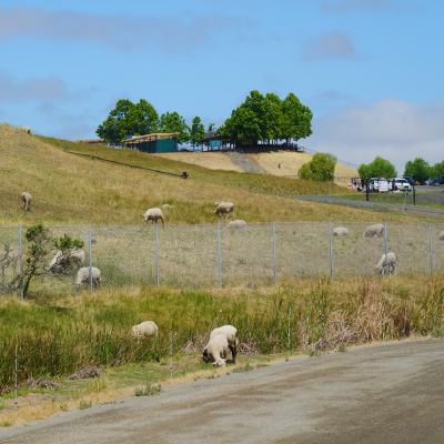A flock of sheep grazing a golden hillside behind a chain-link fence, a hospitality building on the ridge above.