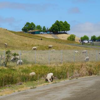 A flock of sheep grazing a golden hillside behind a chain-link fence, a hospitality building on the ridge above.